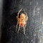 Theridion adrianopoli