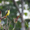 Three-striped Flycatcher