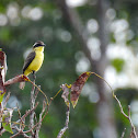 Three-striped Flycatcher