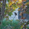 Song Sparrow