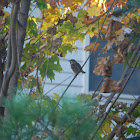 Song Sparrow