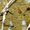 Frog (Tadpoles)