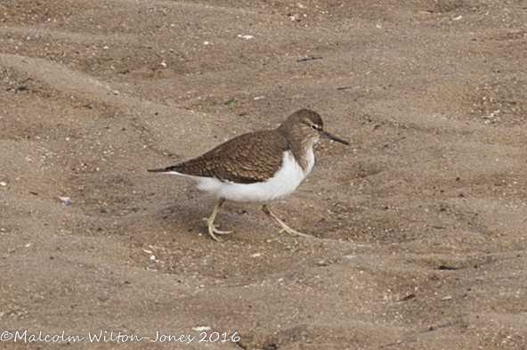 Common Sandpiper