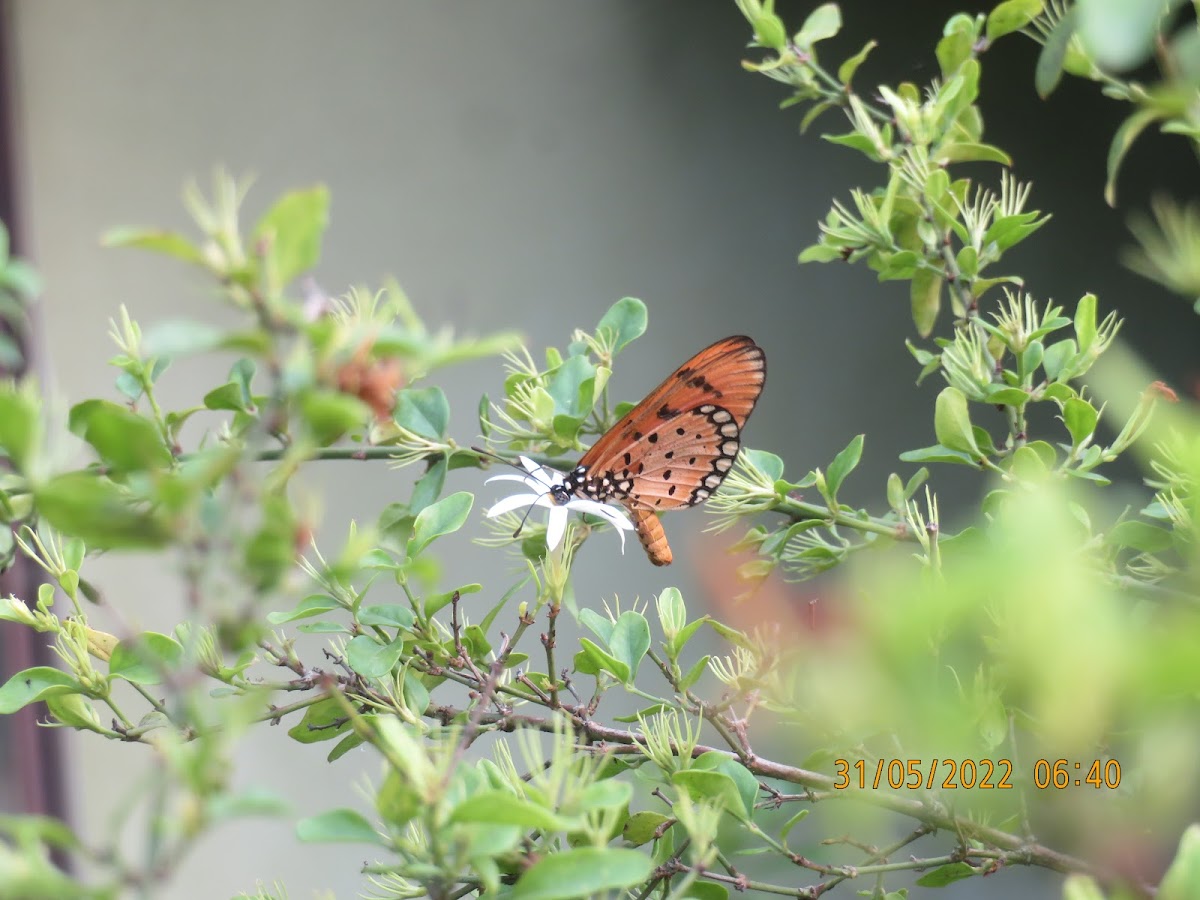 Tawny Coster Butterfly