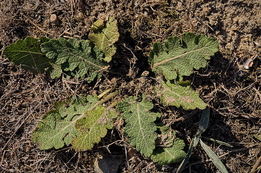 Salvia verbenaca