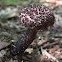 Old Man of the Woods Mushroom