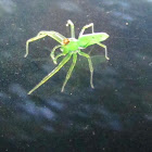 Magnolia Green Jumping Spider