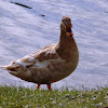 Domestic Duck