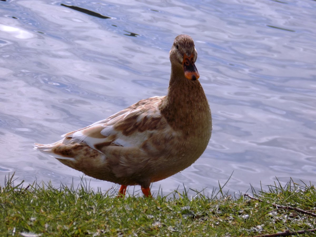 Domestic Duck