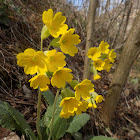 The cowslip