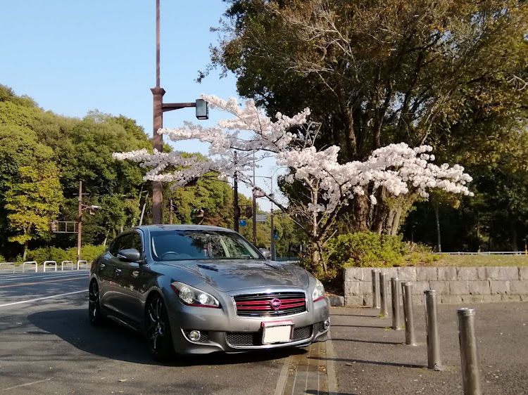フーガの奈良県橿原市畝傍町・ジェイテクトアリーナ・さくら🌸・県立体育館前に関するカスタム事例の投稿画像1枚目