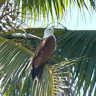 Brahminy Kite