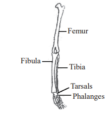 Main Parts of Skeleton and Their Bones