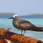 Brown Noddy