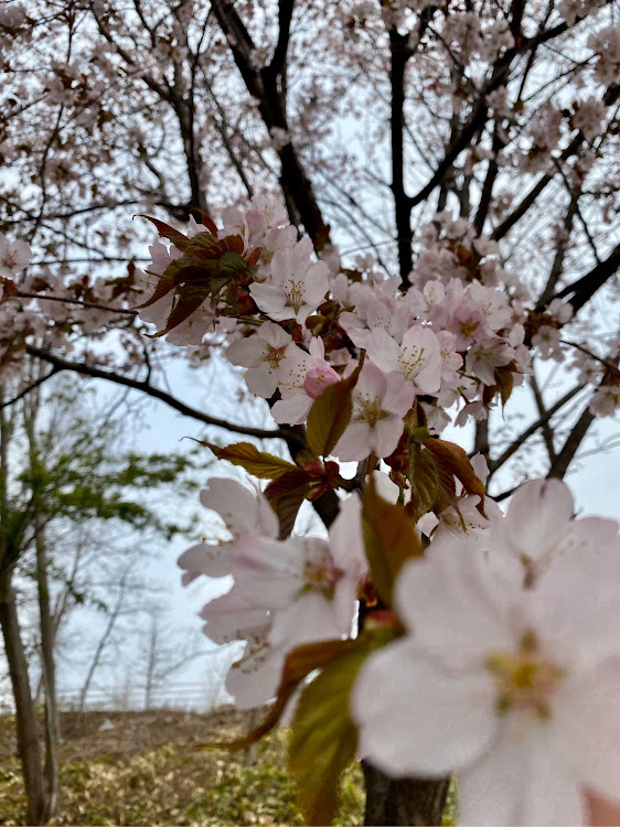 フーガのコロナウイルスに負けるな・耐え凌ぐぞ👊・🌸📸コラボ・近所の🌸住宅街📸に関するカスタム事例の投稿画像3枚目
