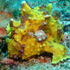 Warty Frogfish