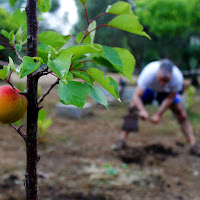 un grande lavoro per un piccolo frutto di 