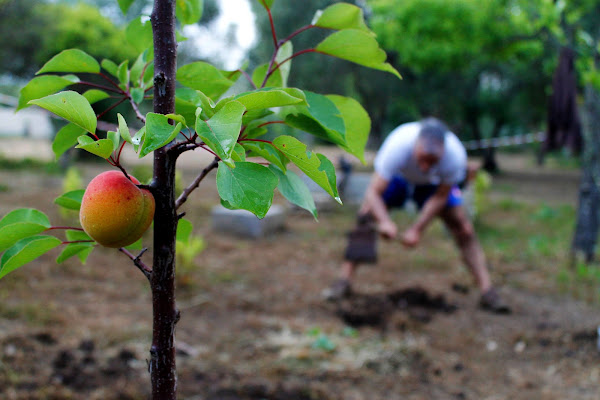 un grande lavoro per un piccolo frutto di eliza