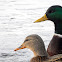 Mallard Ducks