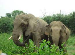 National Heritage Animal of India- Indian Elephant