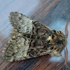 Nut-tree tussock