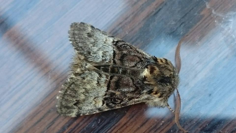 Nut-tree tussock