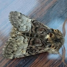 Nut-tree tussock