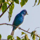 Indigo bunting (adult male & juvenile male)