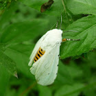 Acrea Moth/ Salt Marh Moth