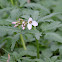 Cutleaf Toothwort