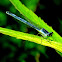 Pond Damselflies