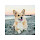 Corgi Dog Backgrounds & Themes