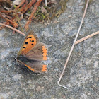 Common Copper