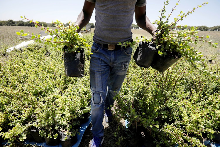 The project, will see more than 25-million spekboom cuttings planted over the next 18 months