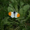 Orange-tip (Hajnalpírlepke)