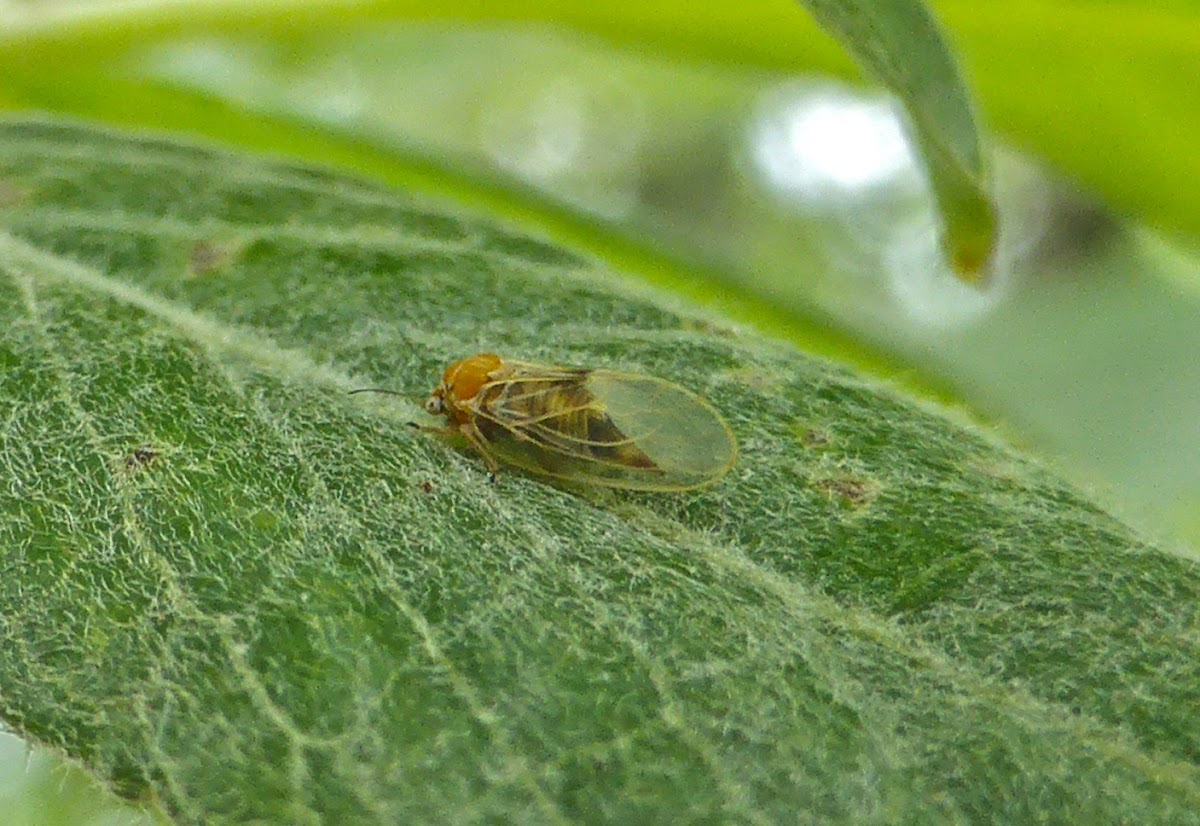 Willow Psyllid