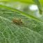 Willow Psyllid