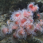 Strawberry anemone