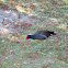 Common Gallinule