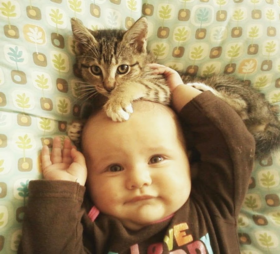 Cutest Photos Ever That Will Make You Get a Cat Friend for Your Baby