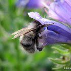 Shrill carder bee