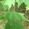 Tulip Tree