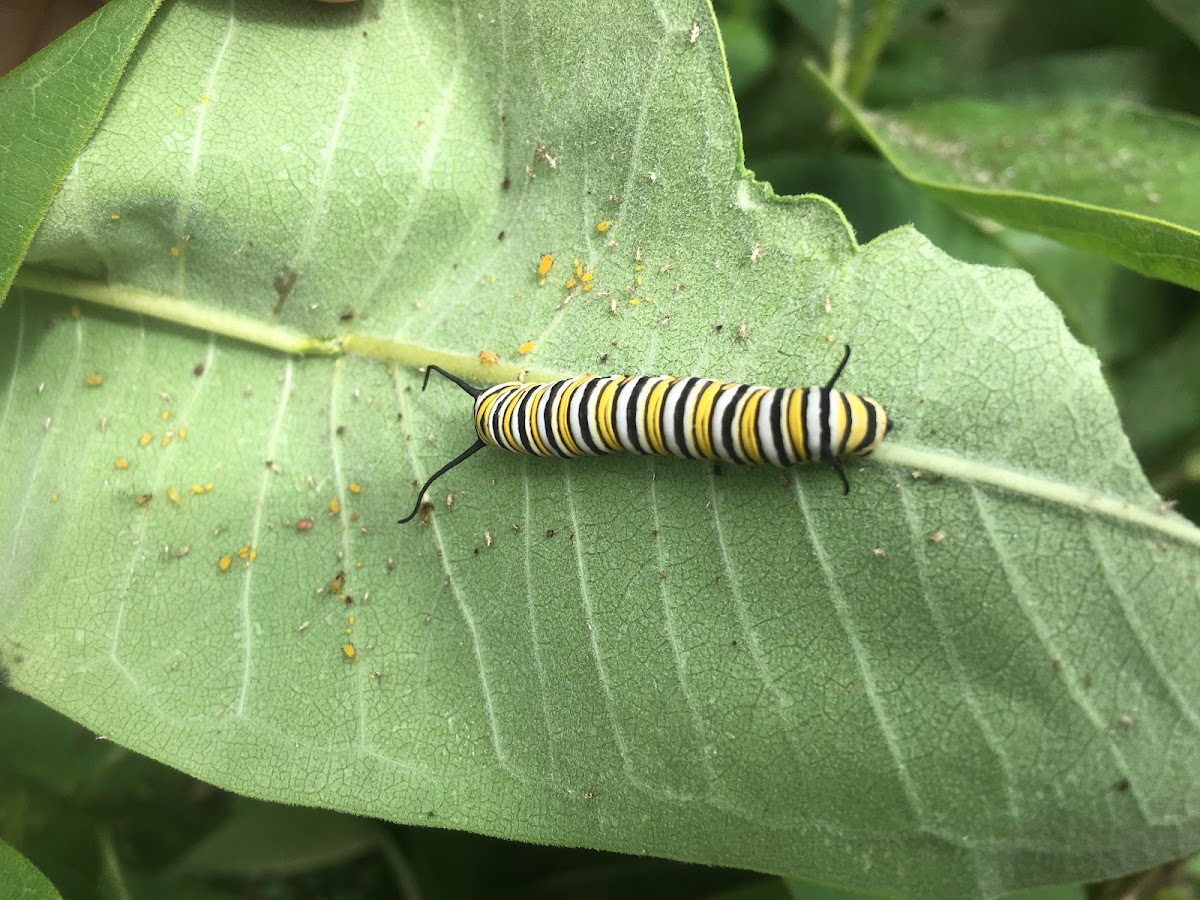 Monarch Caterpillar