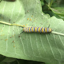 Monarch Caterpillar