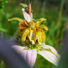 Spotted Horse Mint