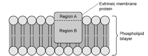 Fatty acids and fats/ lipids