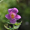 lewis monkey flower