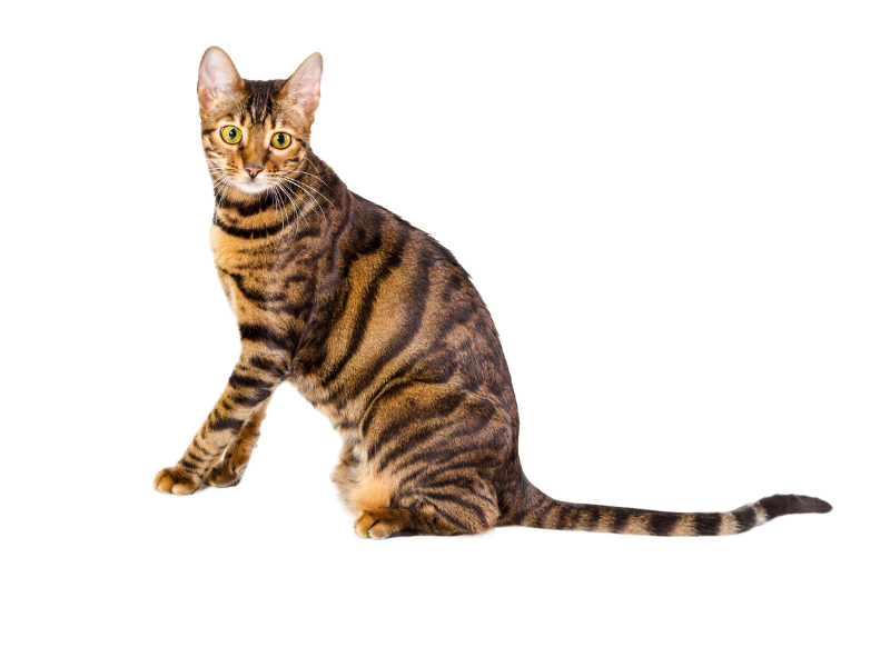 toyger-cat