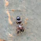 Ant-Mimicking Spider