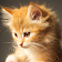 chats mignons live wallpaper icon